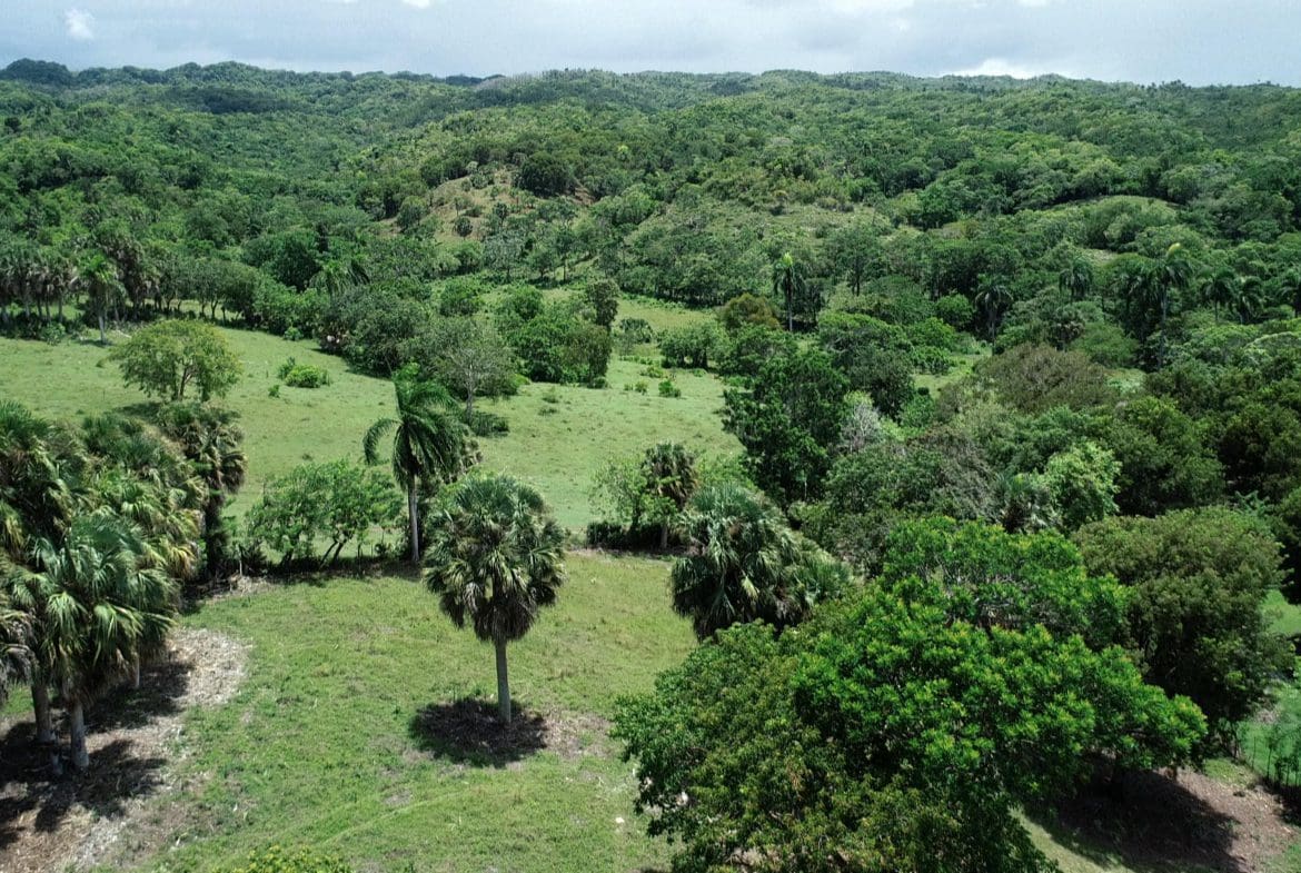 buyDRproperty Lush green landscape with palm trees, potentially a beautiful building lot. Sosua Real Estate