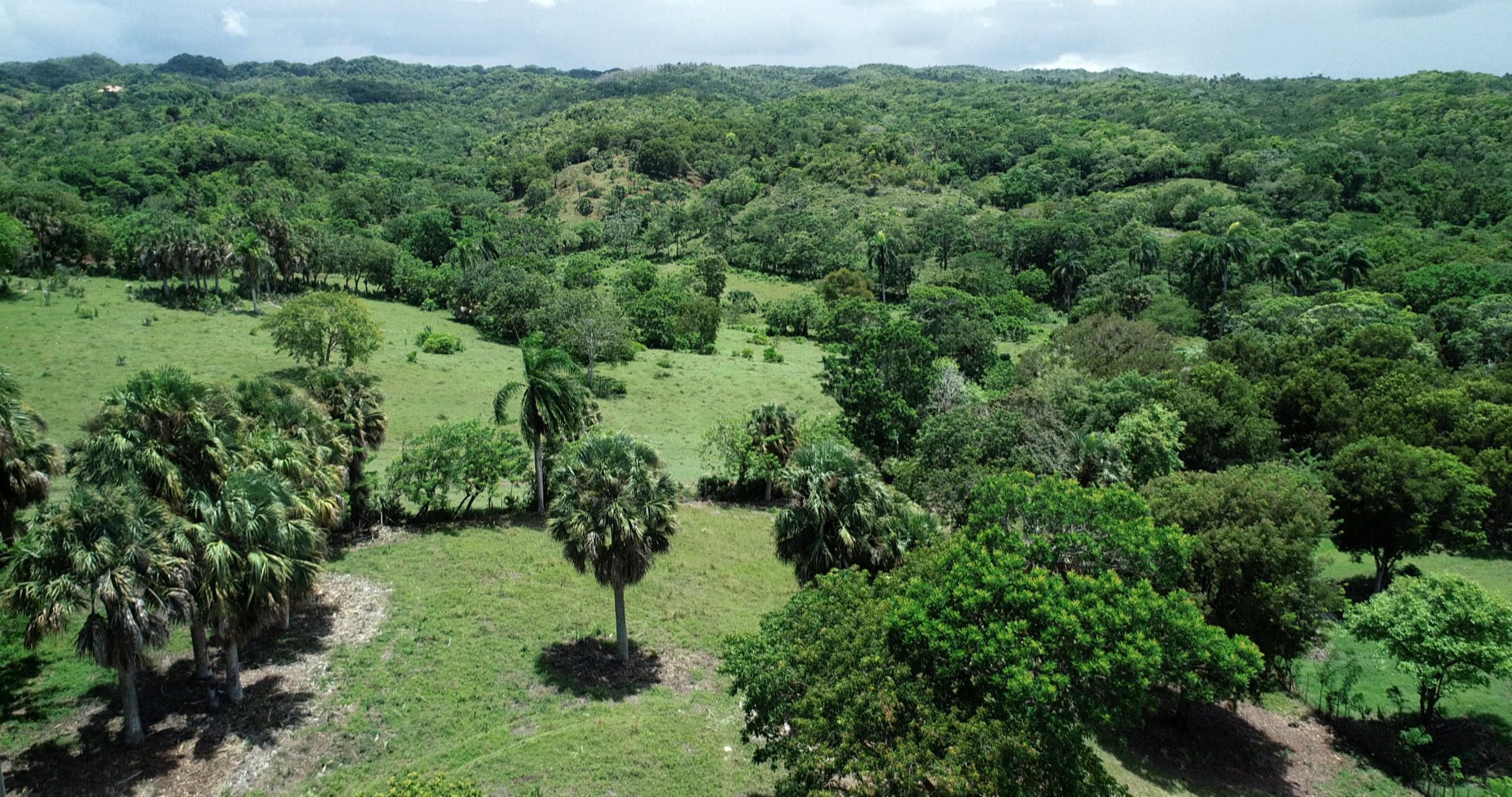 buyDRproperty Lush green landscape with palm trees, potentially a beautiful building lot. Sosua Real Estate