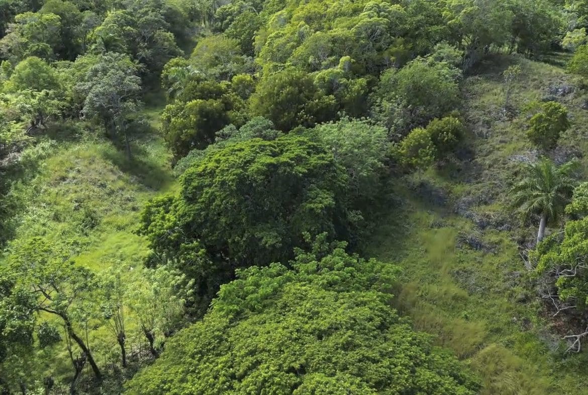 buyDRproperty Aerial view of lush, green Awesome Development Land in Sosua Sosua Real Estate
