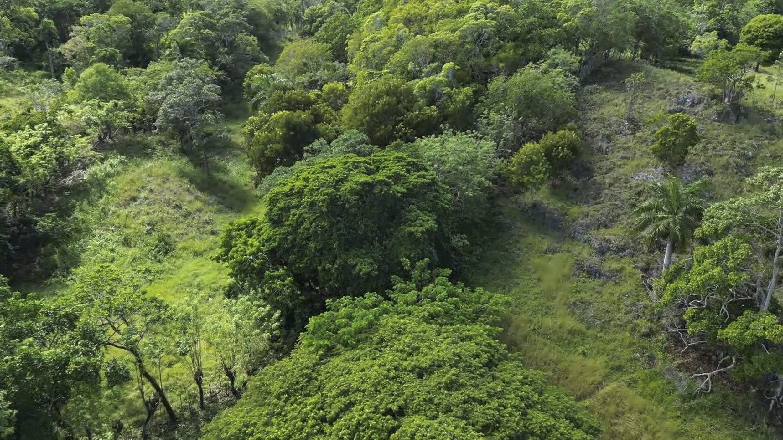 buyDRproperty Aerial view of lush, green Awesome Development Land in Sosua Sosua Real Estate