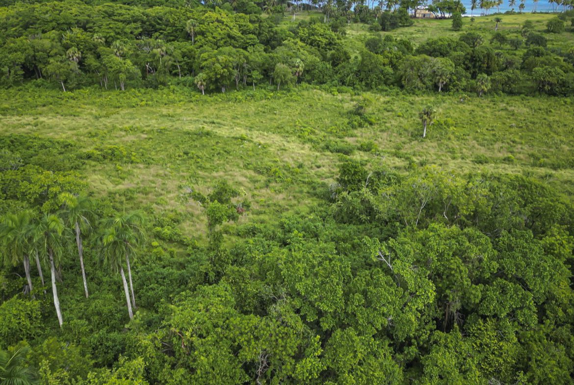 buyDRproperty Stunning oceanfront development property: Lush green landscape with trees and ocean view. Sosua Real Estate