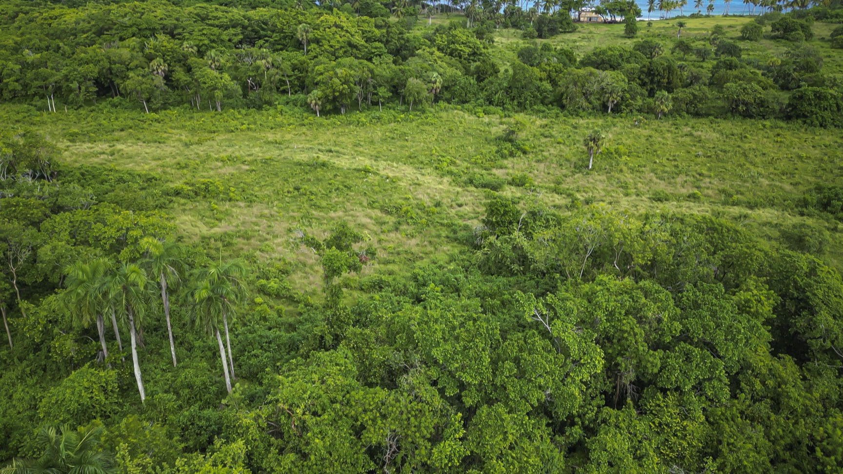 buyDRproperty Stunning oceanfront development property: Lush green landscape with trees and ocean view. Sosua Real Estate