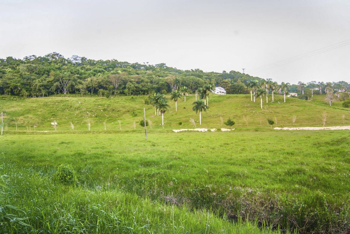 buyDRproperty Scenic view of a green landscape with palm trees. Villa for sale in the Community of Terramar. Sosua Real Estate