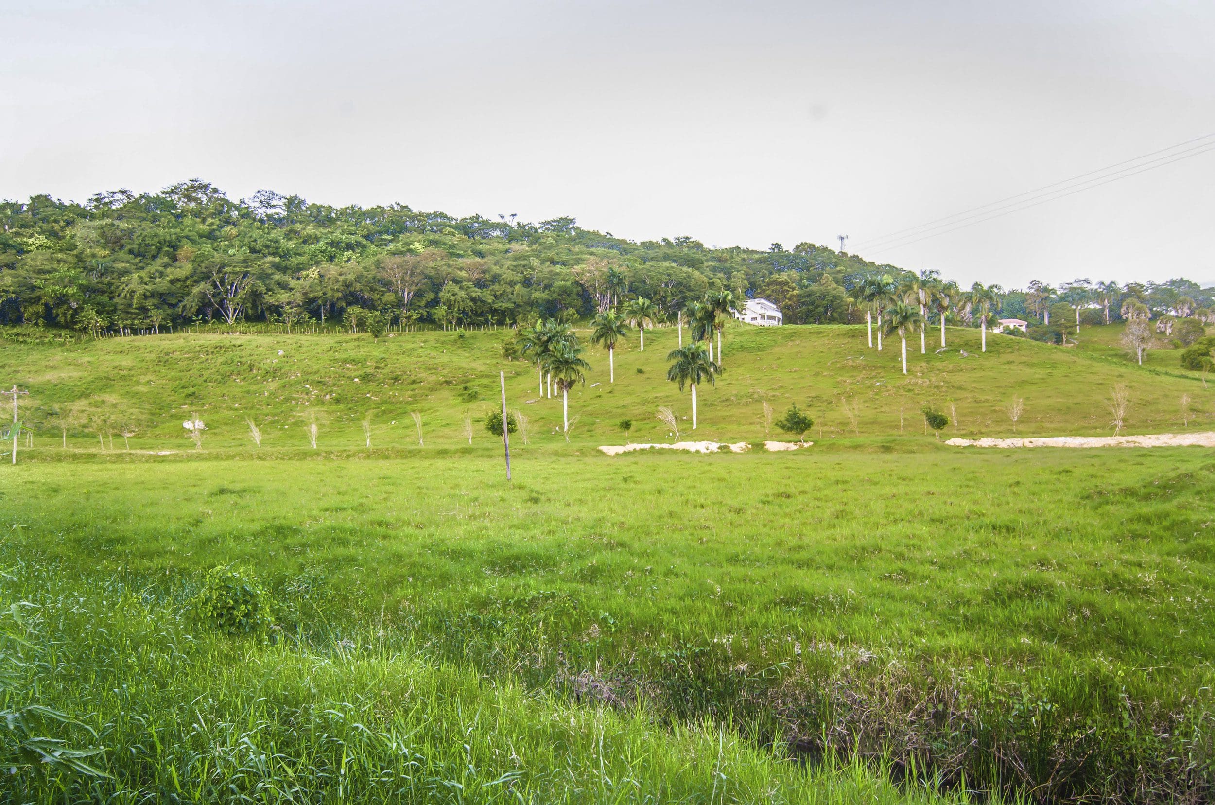 buyDRproperty Scenic view of a green landscape with palm trees. Villa for sale in the Community of Terramar. Sosua Real Estate