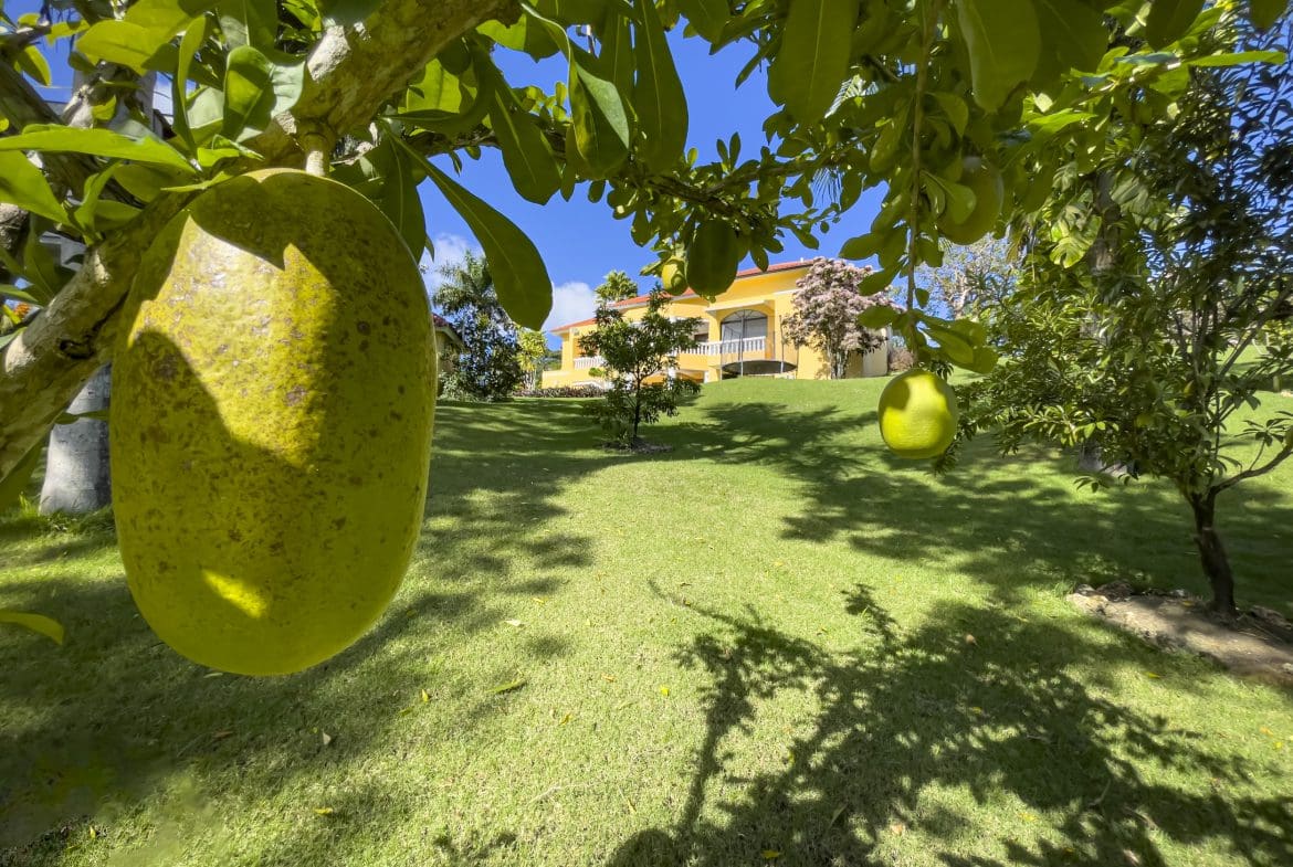 buyDRproperty Large green fruit hanging from a tree in front of a stunning 4 bedroom villa. Sosua Real Estate