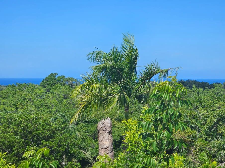 buyDRproperty Scenic view of lush green trees and the ocean, a beautiful natural landscape near Panorama Village. Sosua Real Estate