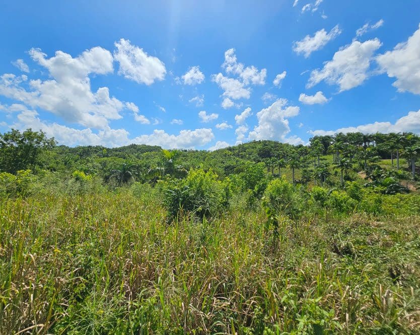 buyDRproperty Lush green landscape with beautiful building lots for sale under a bright blue sky in Panorama Village. Sosua Real Estate