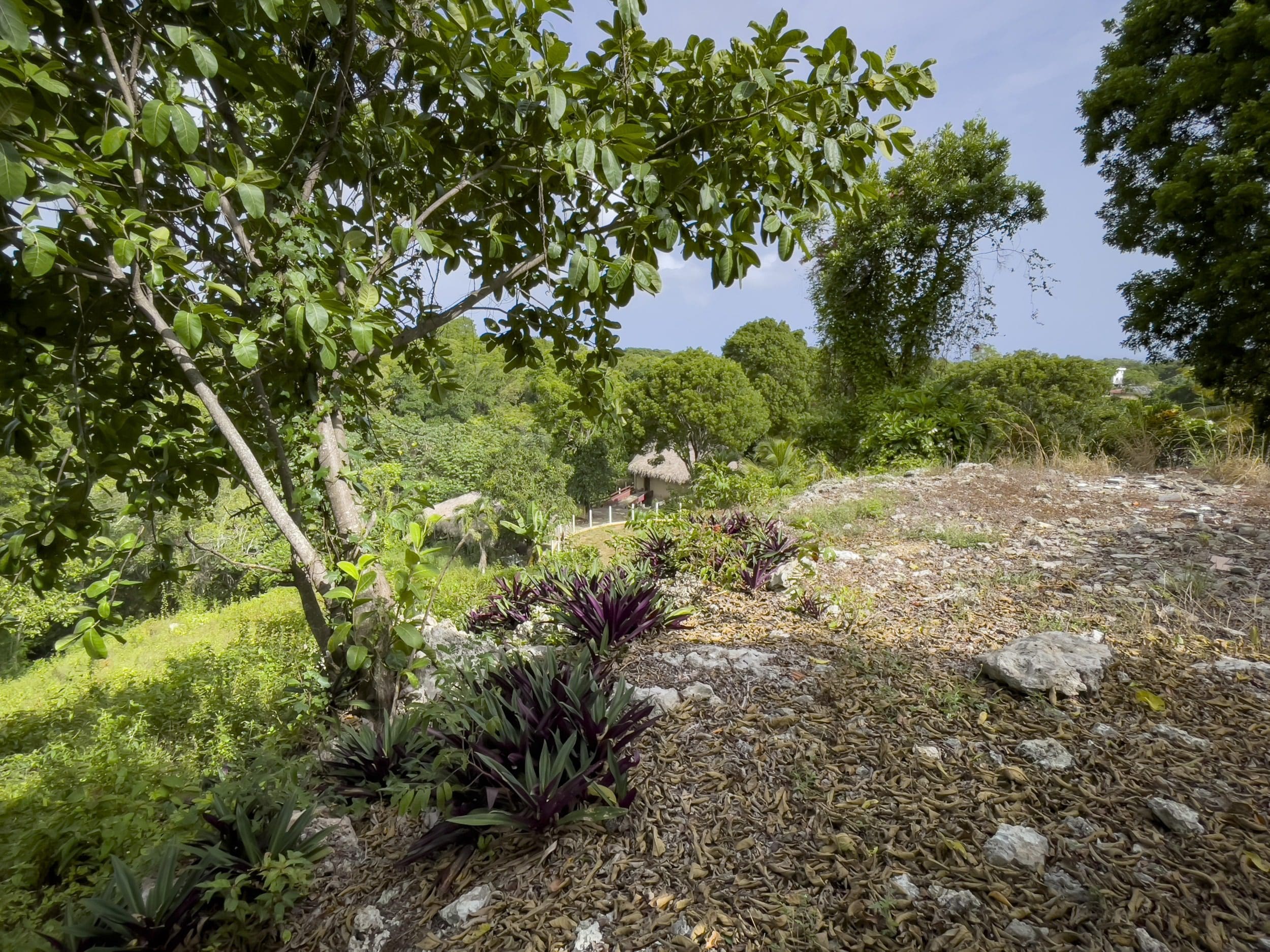 buyDRproperty Lush tropical landscape with a small building and potential ocean views. Sosua Real Estate