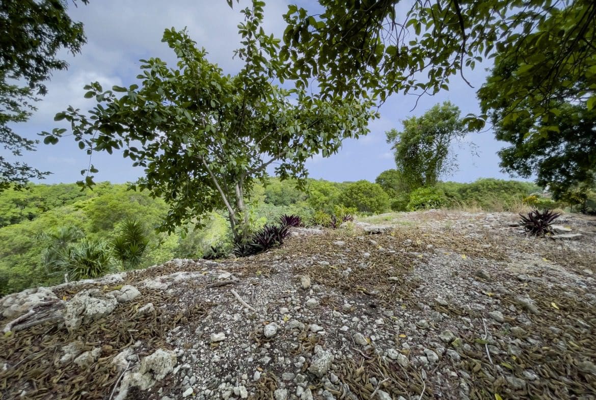 buyDRproperty View from potential building lot with trees and green landscape Sosua Real Estate