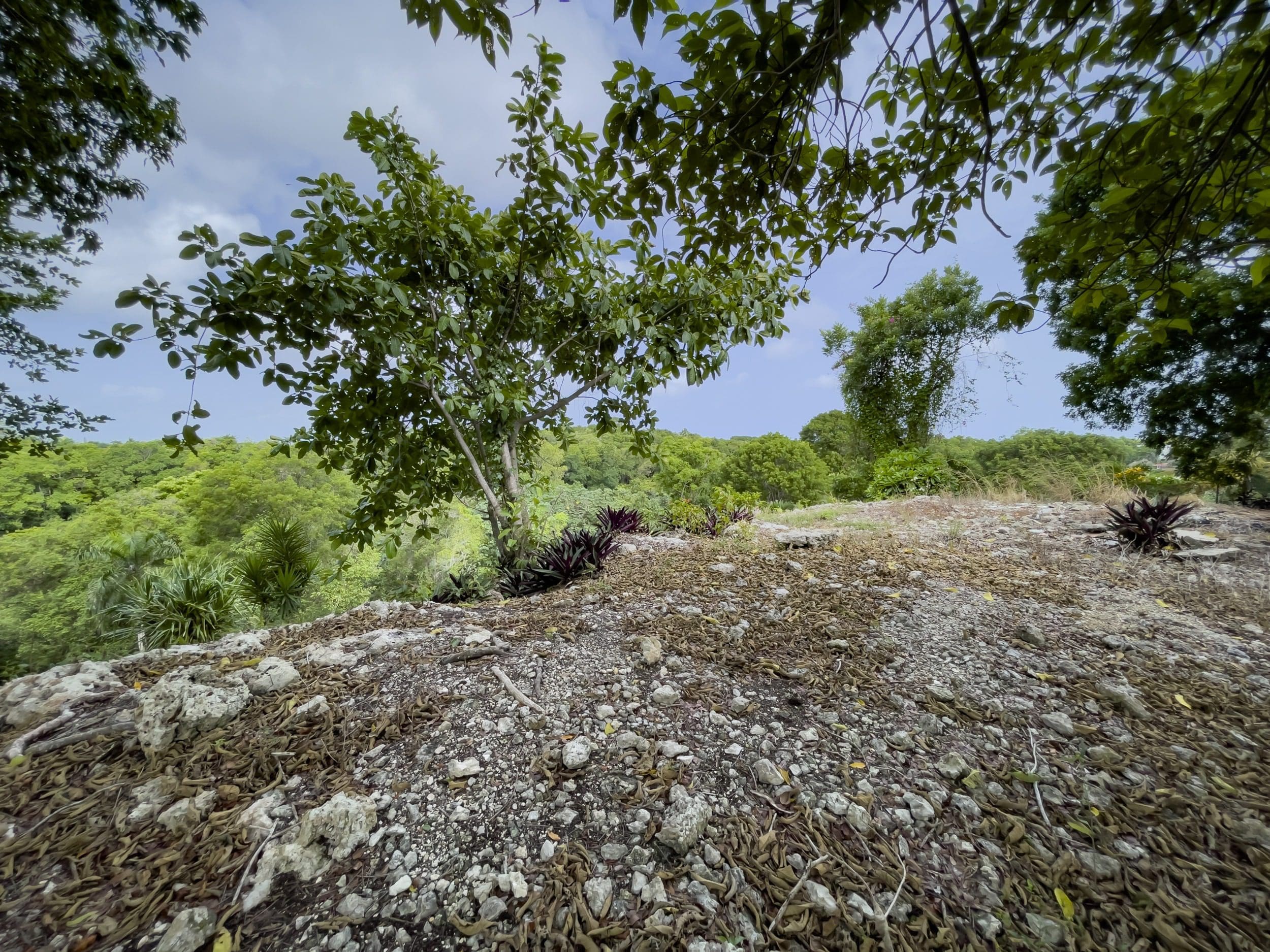 buyDRproperty View from potential building lot with trees and green landscape Sosua Real Estate