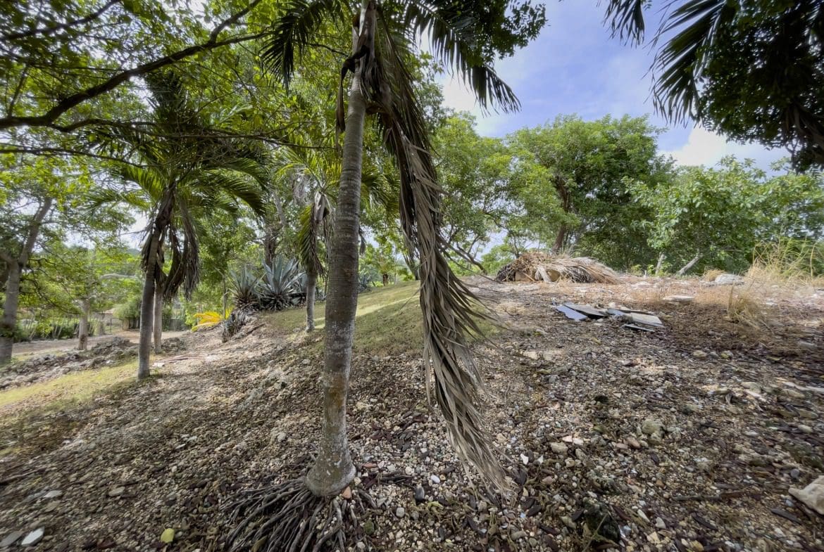buyDRproperty Palm trees on a rocky hillside, potentially a building lot with ocean views. Sosua Real Estate