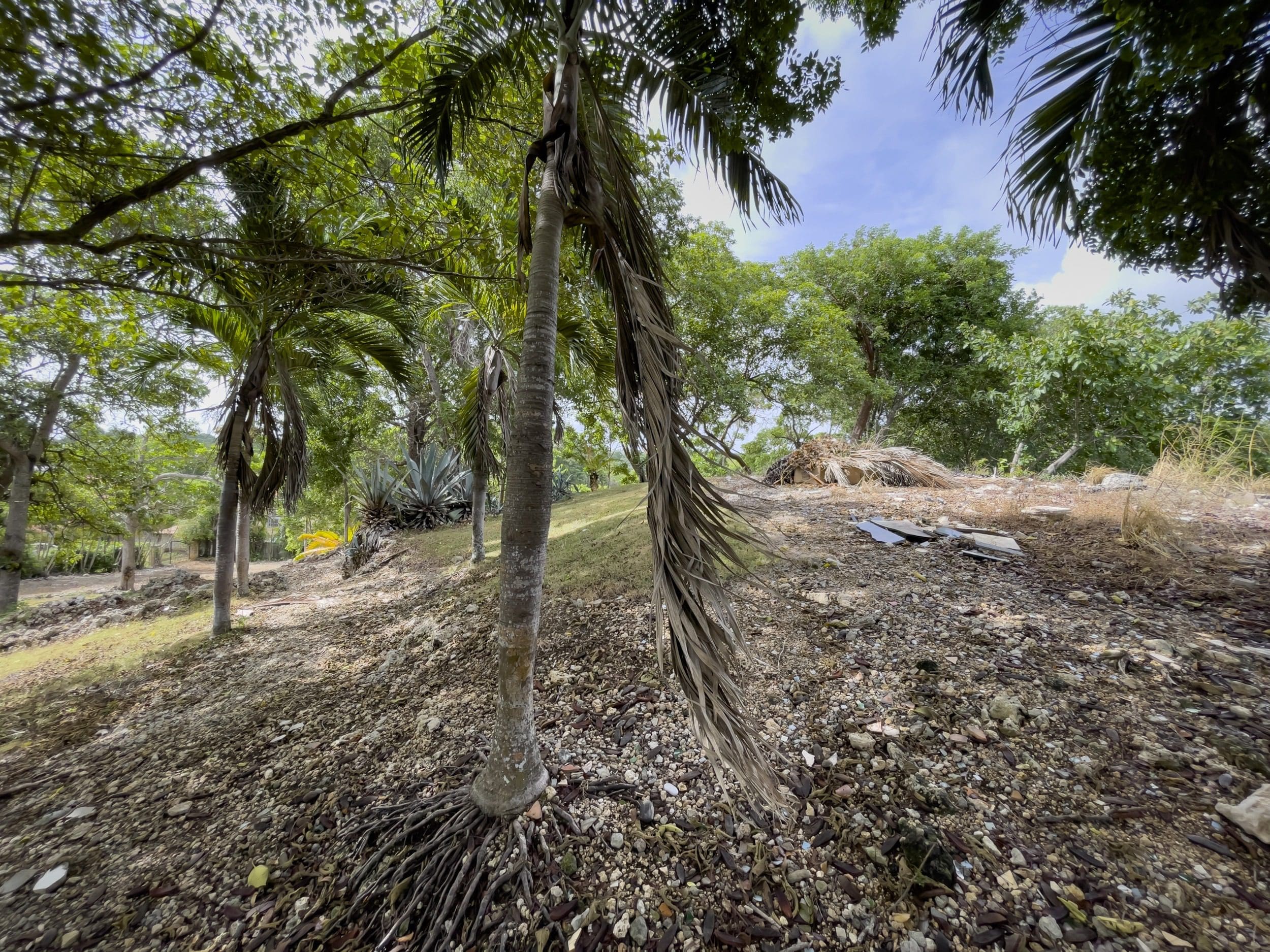 buyDRproperty Palm trees on a rocky hillside, potentially a building lot with ocean views. Sosua Real Estate