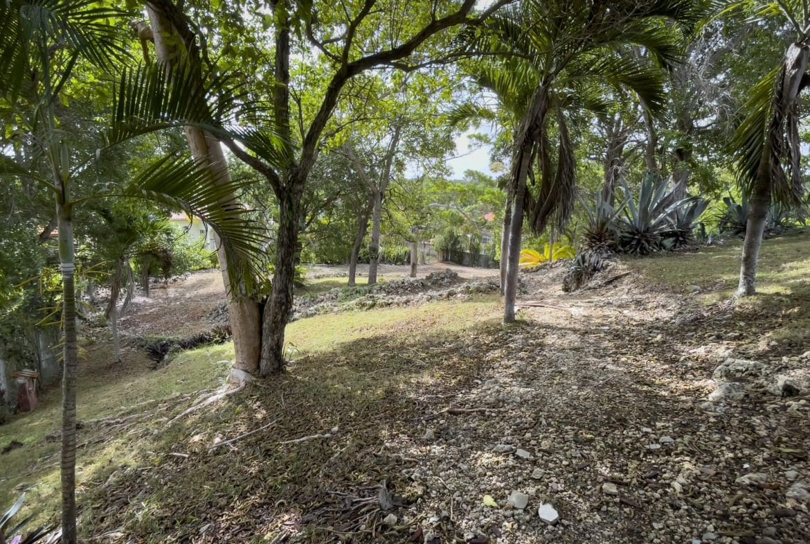 buyDRproperty Tropical building lot with trees and rocky path Sosua Real Estate
