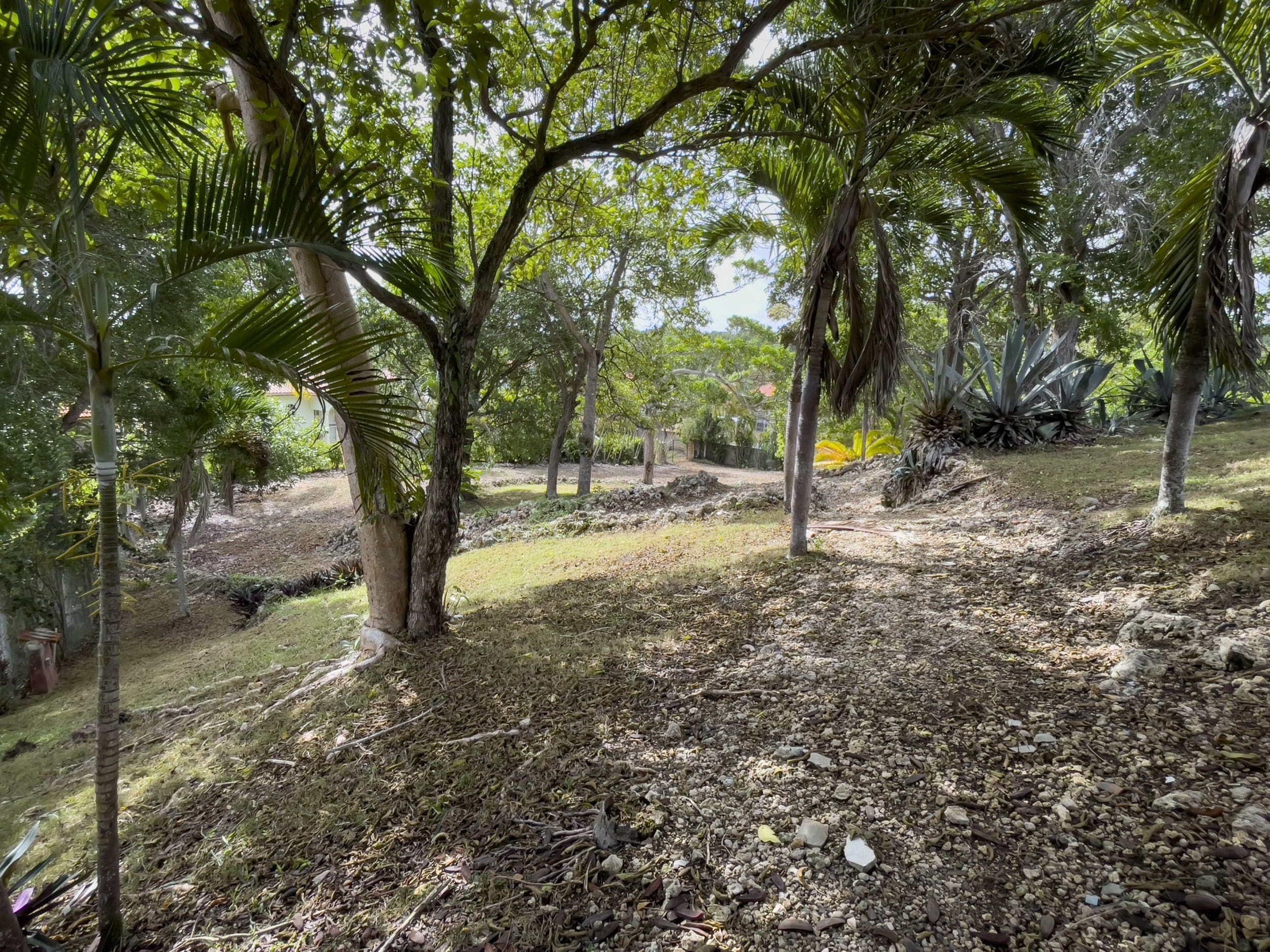 buyDRproperty Tropical building lot with trees and rocky path Sosua Real Estate