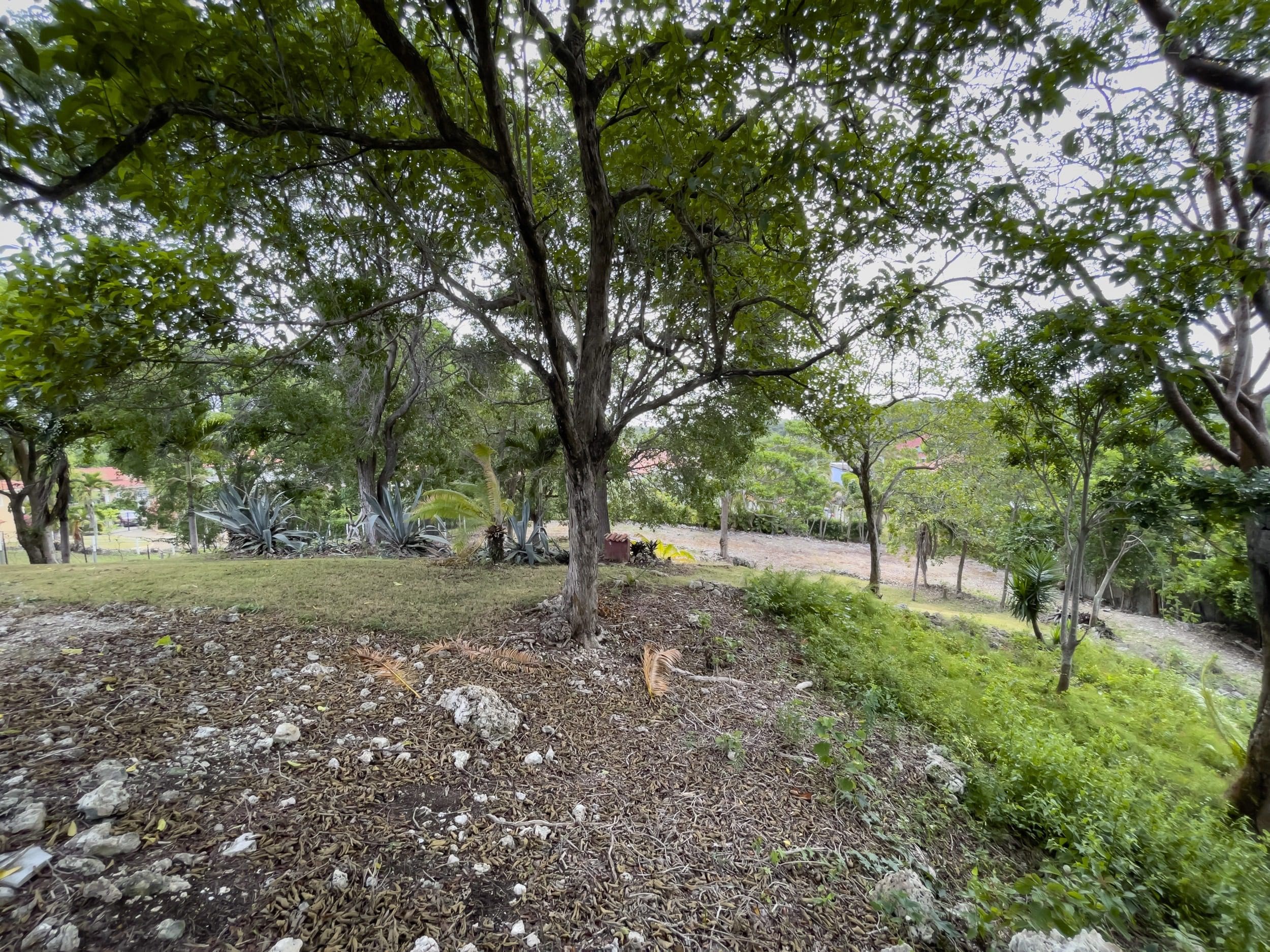 buyDRproperty Building lot with trees, grass, and potential ocean views Sosua Real Estate