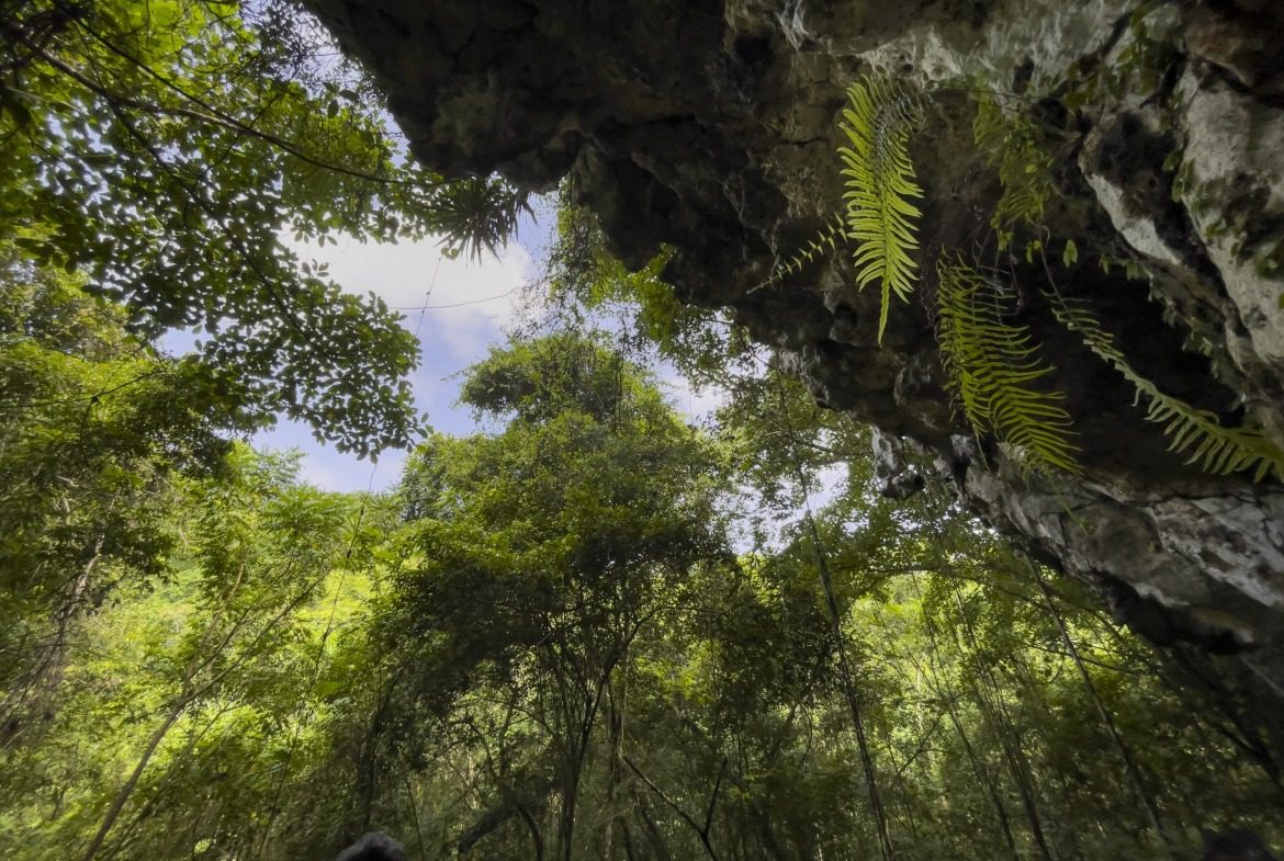 buyDRproperty Looking up into a lush green forest canopy with ferns and a rocky overhang. Sosua Real Estate