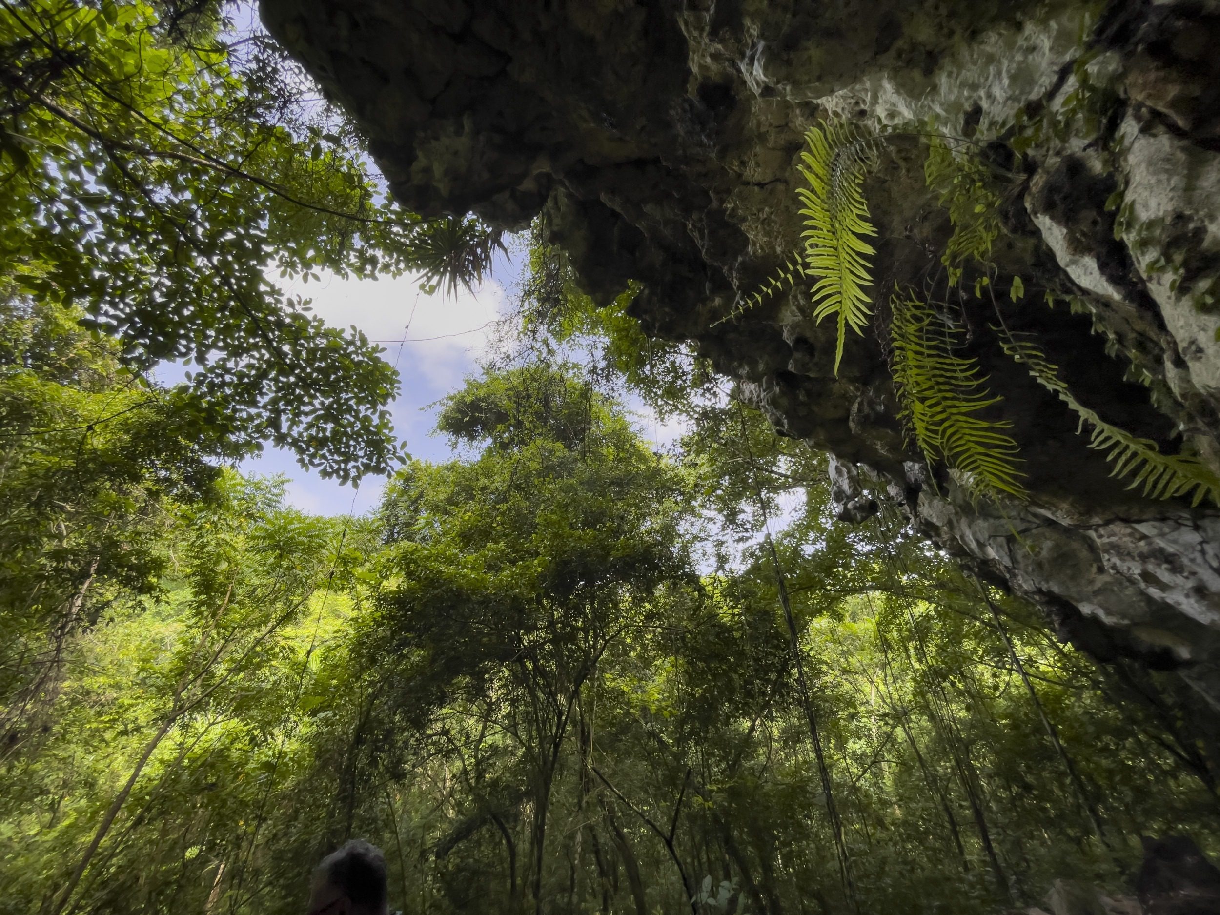 buyDRproperty Looking up into a lush green forest canopy with ferns and a rocky overhang. Sosua Real Estate
