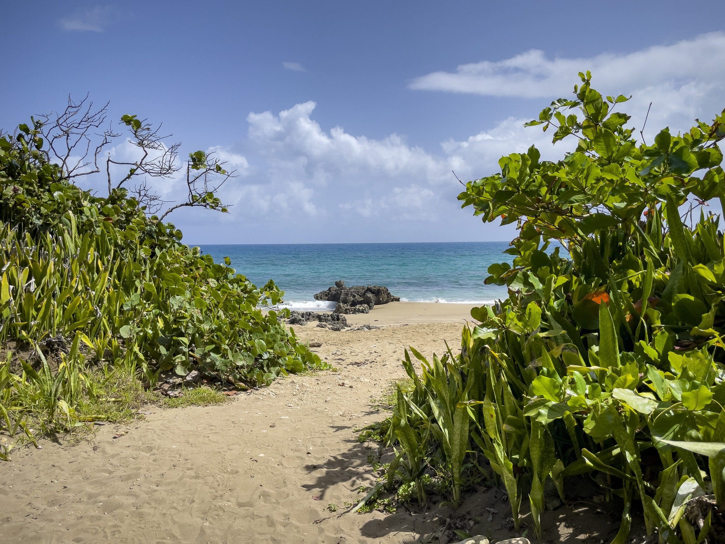 buyDRproperty Sandy path to beach with turquoise water, framed by green plants. Sosua Real Estate
