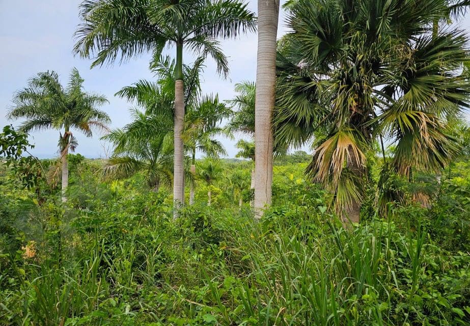 buyDRproperty Tall palm trees and lush green foliage on oceanview land for sale. Sosua Real Estate