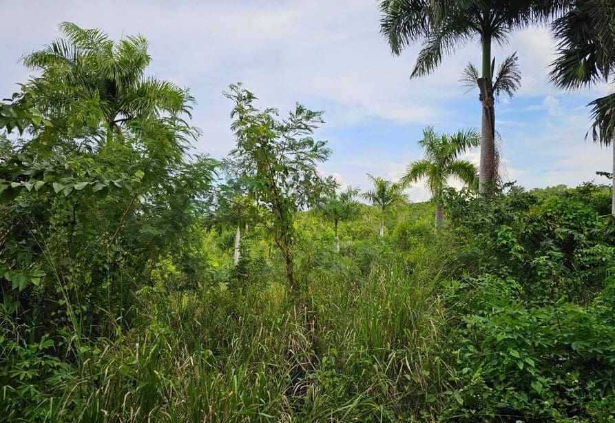 buyDRproperty Lush green landscape with palm trees, ideal for oceanview land for sale. Sosua Real Estate