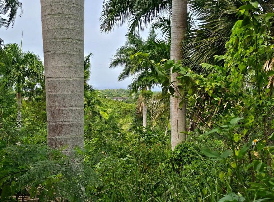 buyDRproperty Lush tropical landscape with palm trees; Oceanview Land For Sale in Panorama Village Sosua Real Estate