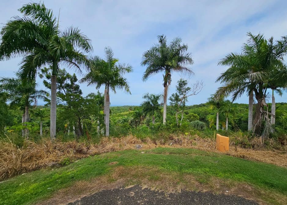 buyDRproperty Palm trees overlooking oceanview land for sale. Sosua Real Estate