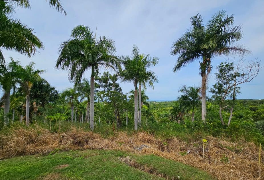 buyDRproperty Palm trees on Oceanview Land For Sale in Panorama Village, with a view of the ocean. Sosua Real Estate