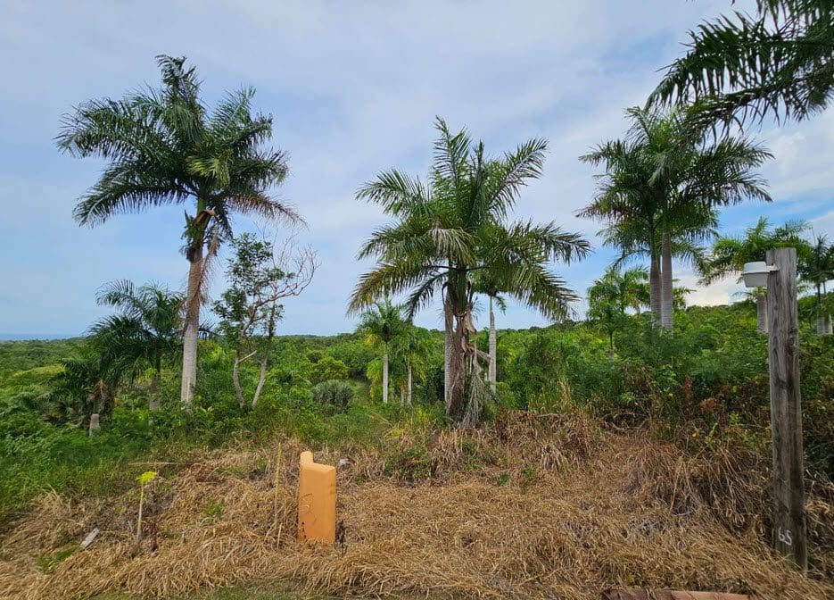 buyDRproperty Oceanview land for sale in Panorama Village: Palm trees and lush greenery on a sunny day Sosua Real Estate