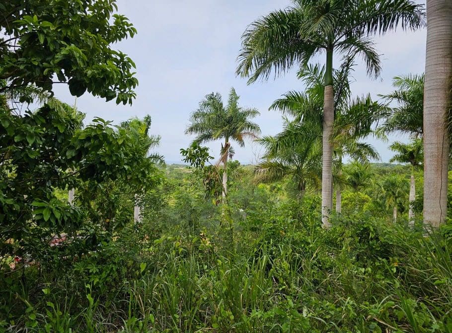 buyDRproperty Scenic view of oceanview land for sale with palm trees and lush greenery. Sosua Real Estate