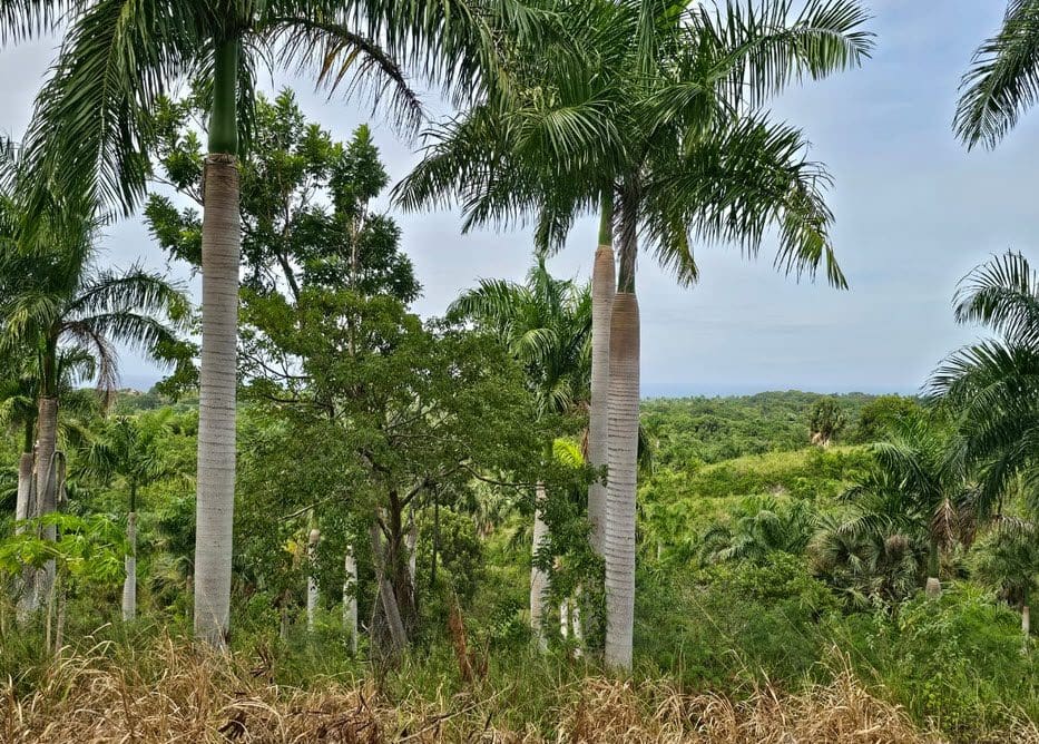 buyDRproperty Oceanview land for sale with palm trees overlooking lush greenery. Sosua Real Estate