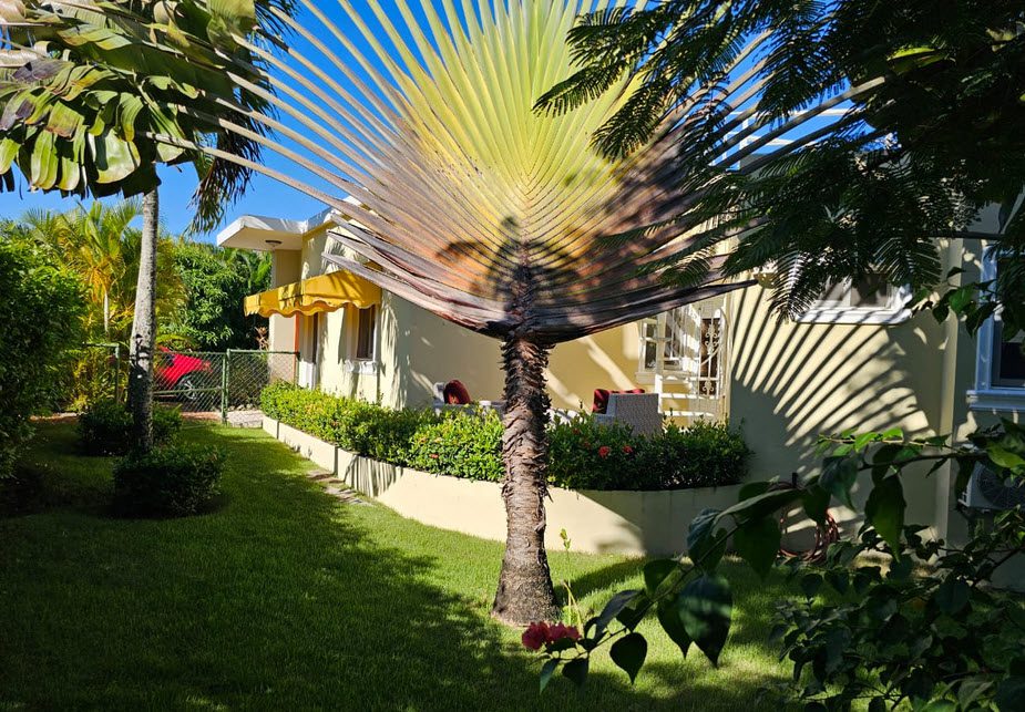 buyDRproperty Casa Linda Villa with a large palm tree in the yard. Sosua Real Estate