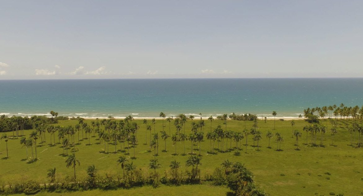 buyDRproperty Beachfront land with palm trees near Cabarete, Dominican Republic. Sosua Real Estate