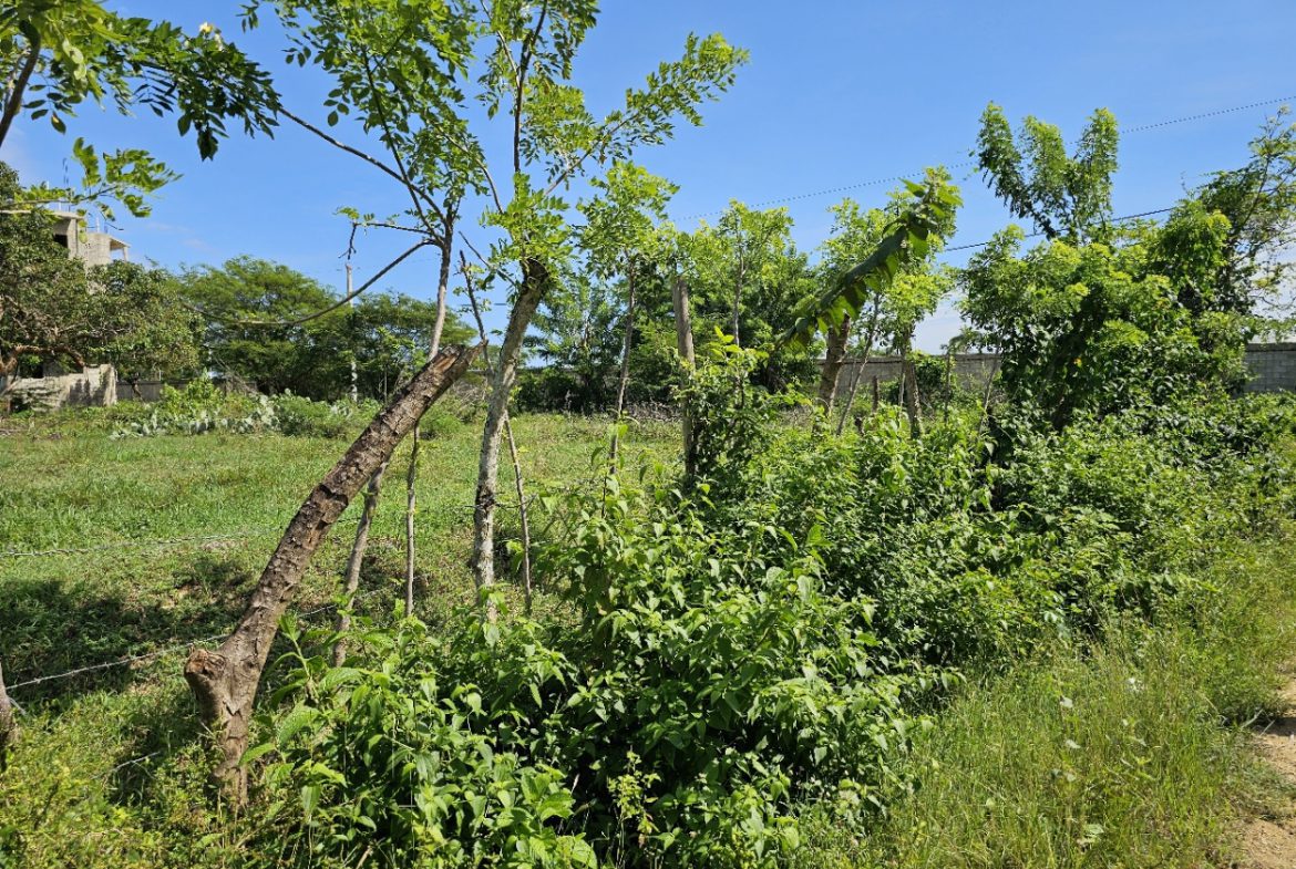 buyDRproperty Lush green field with trees and vegetation under a clear blue sky. Sosua Real Estate