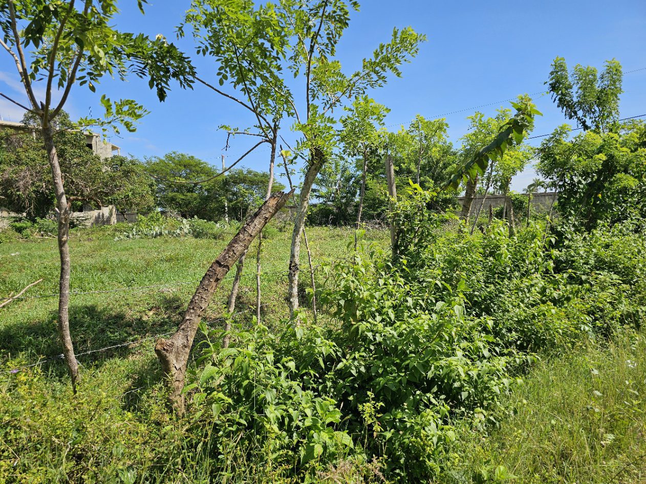 buyDRproperty Overgrown field with green grass, trees, and a broken tree trunk under a clear blue sky. Sosua Real Estate