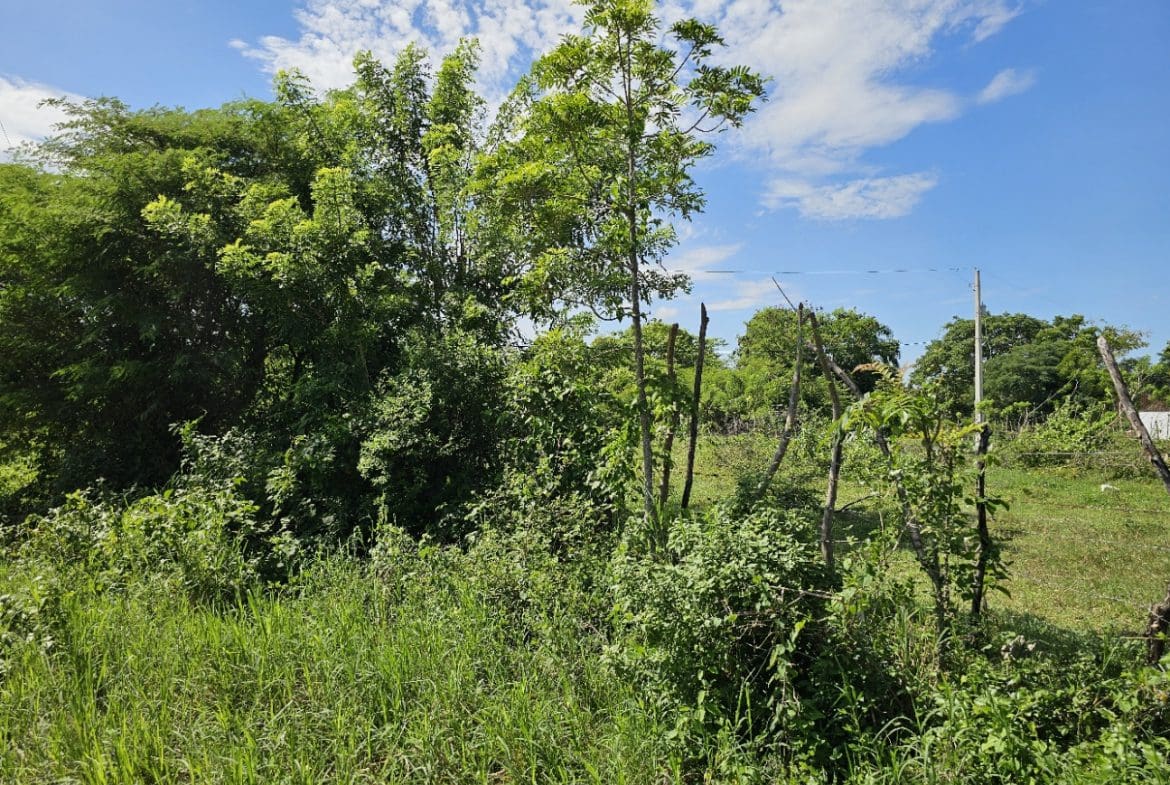 buyDRproperty Lush green landscape with trees, grass, and a partially visible fence under a blue sky with clouds. Sosua Real Estate
