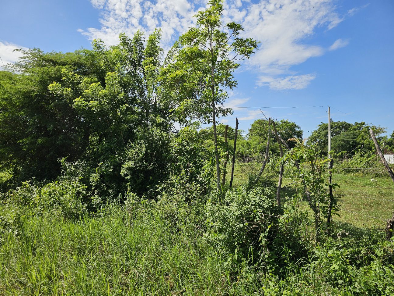 buyDRproperty Lush green landscape with trees, grass, and a partially visible fence under a blue sky with clouds. Sosua Real Estate
