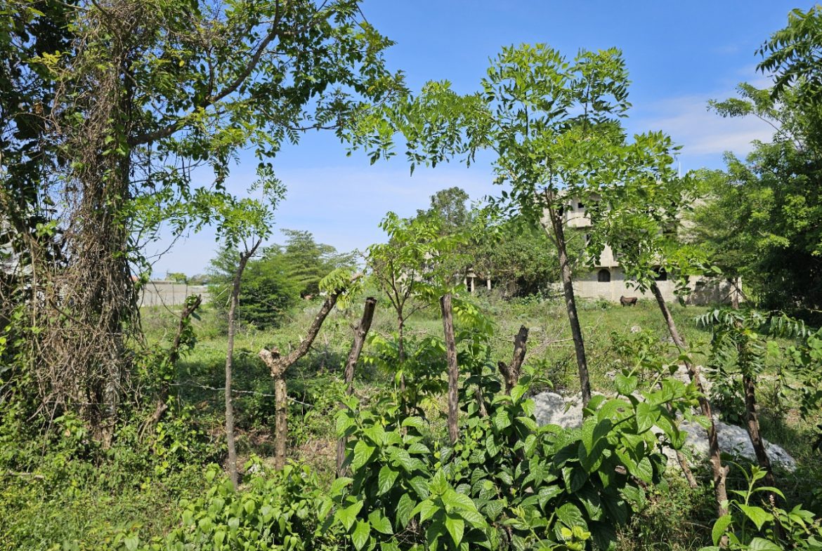 buyDRproperty Lush green landscape with trees, foliage, and a building in the background under a clear blue sky. Sosua Real Estate
