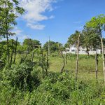 Buydrproperty Lush Green Field with a Rustic Wooden Fence and Trees Under a Bright Blue Sky Sosua Real Estate Buydrpropertycom Buydrpropertycom