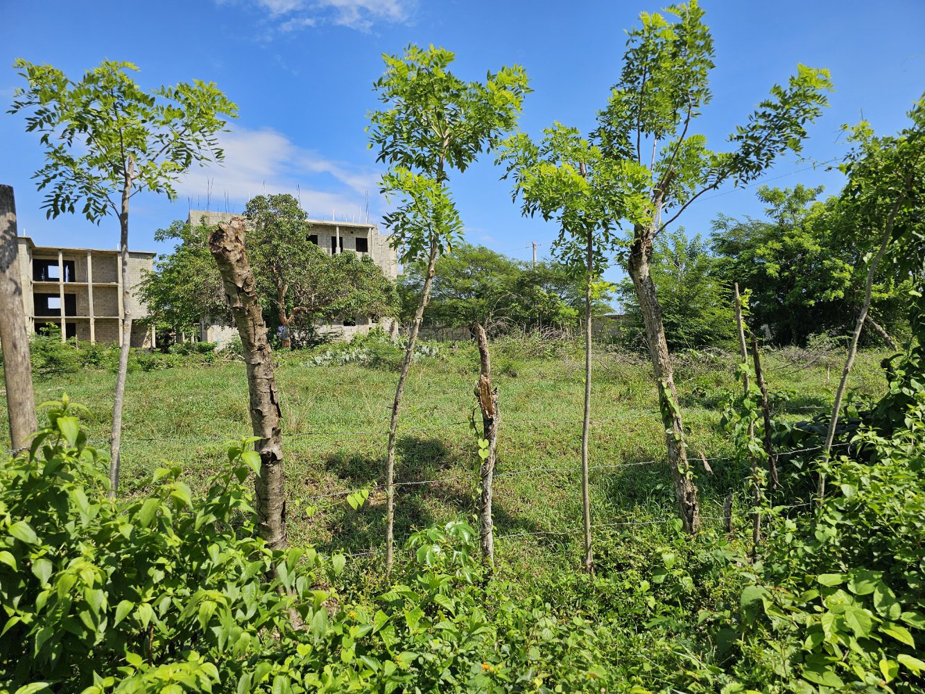 buyDRproperty Green landscape with trees and an unfinished building under a blue sky Sosua Real Estate