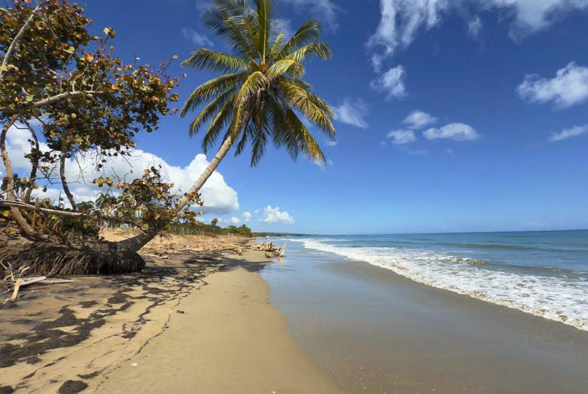 buyDRproperty Beach scene with palm tree and ocean, perfect for real estate. Sosua Real Estate
