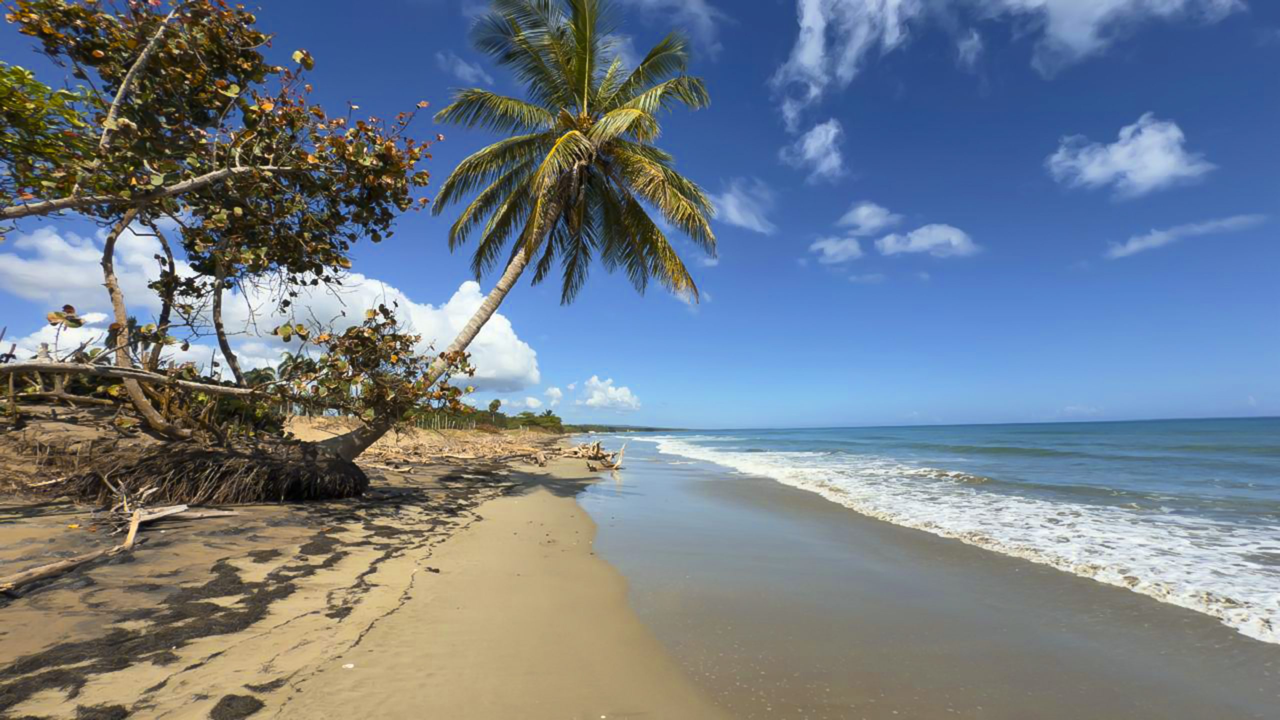 buyDRproperty Beach scene with palm tree and ocean, perfect for real estate. Sosua Real Estate