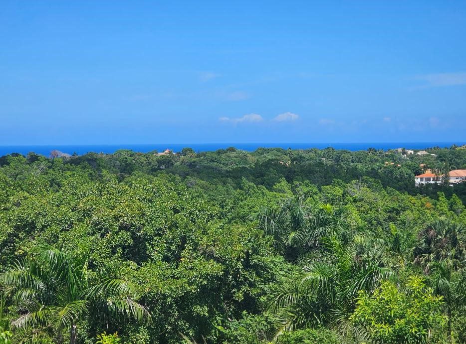 buyDRproperty Ocean view lot in Sosua, Panorama Village, featuring lush green trees and a clear blue sky. Sosua Real Estate