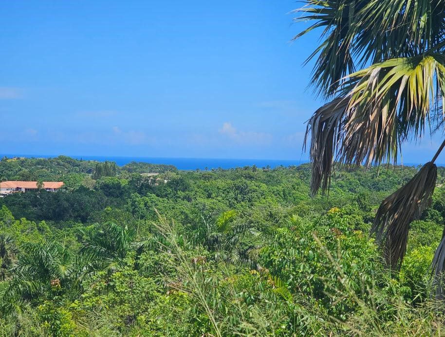 buyDRproperty Ocean view lot in Sosua, Dominican Republic, with lush greenery and a clear blue sky. Sosua Real Estate