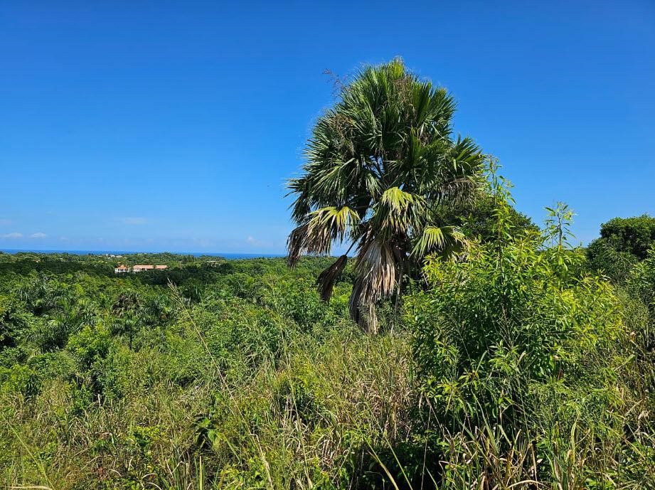 buyDRproperty Lush, green landscape with palm trees, hinting at an ocean view lot in Sosua's Panorama Village. Sosua Real Estate