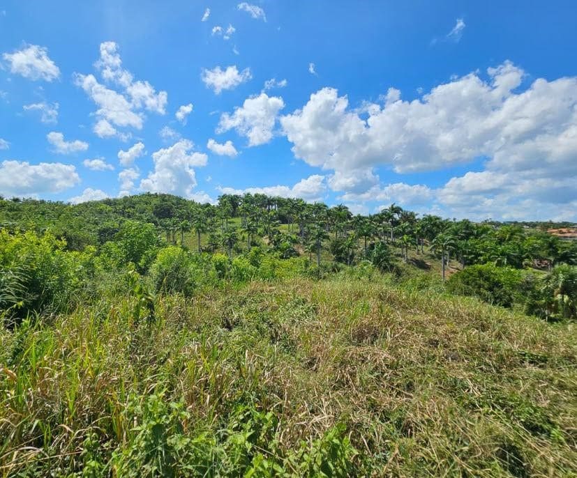 buyDRproperty Lush landscape with palm trees under a blue sky in Sosua, Panorama Village. Sosua Real Estate