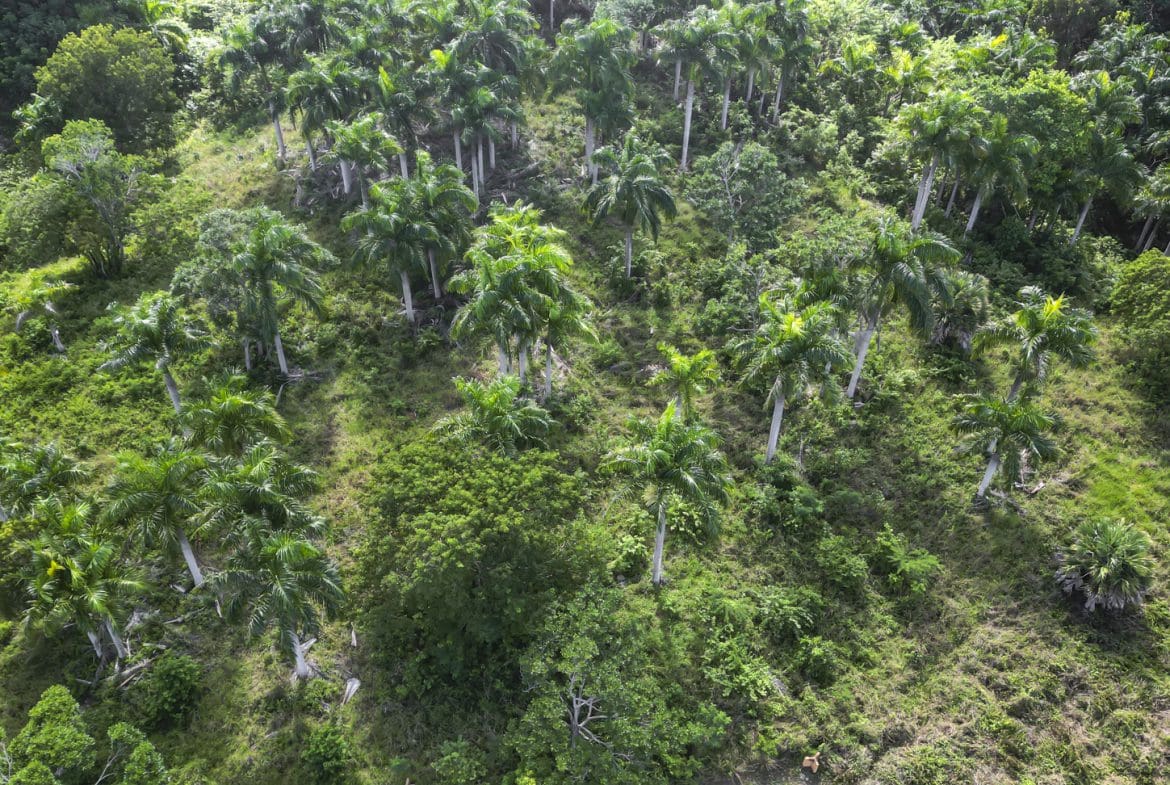 buyDRproperty Lush tropical landscape with royal palm trees viewed from above. Sosua Real Estate