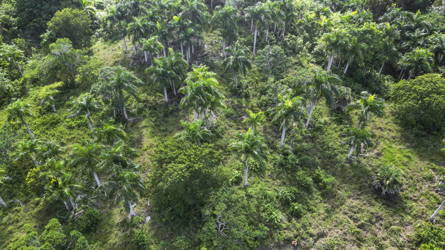 buyDRproperty Lush tropical forest canopy with tall palm trees and dense green vegetation, aerial view. Sosua Real Estate