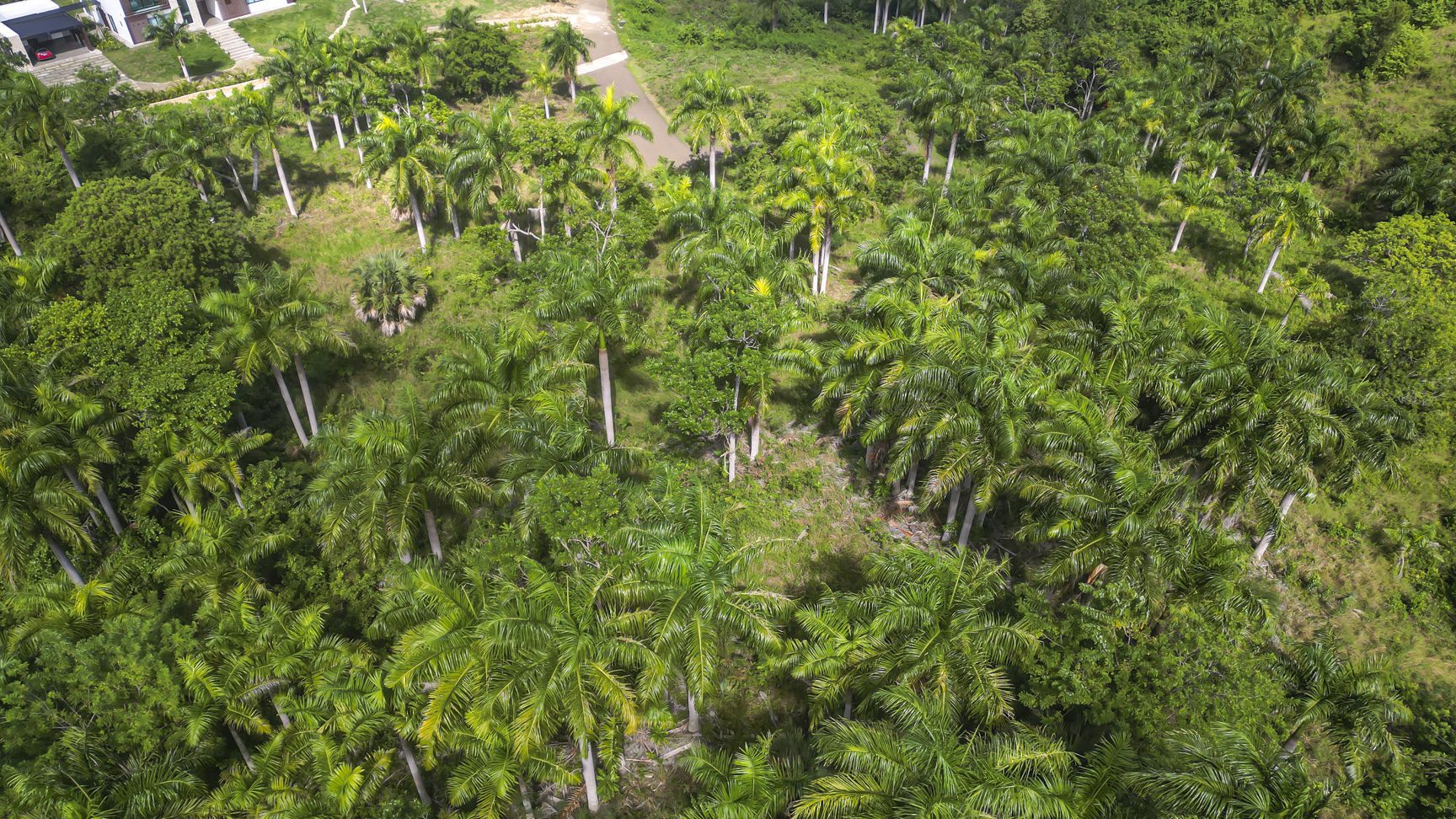buyDRproperty Aerial view of lush green palm trees and tropical vegetation in a Caribbean landscape. Sosua Real Estate