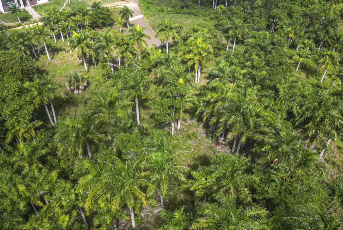 buyDRproperty Aerial view of lush palm trees and tropical greenery near a residential area. Sosua Real Estate