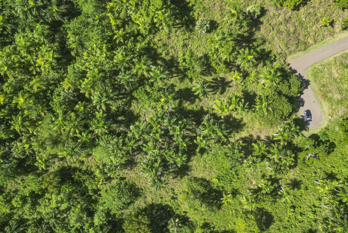 buyDRproperty Lush green tropical forest with a winding road and a parked car, aerial view. Sosua Real Estate